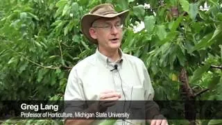 Sweet Cherry Summer Pruning — FGNtv