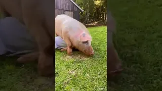 A cute piggy !  Adorable Animals ! cute ! #cute #adorable #piggy #shorts #viral #pig #cutepiggy