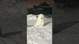 Ce chiot chill dans la neige ! #chiot #chien #dog #cute #cutedog #shorts