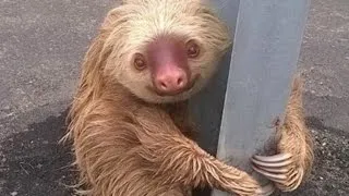 Authorities Help Sloth Clinging To Guardrail That Was Scared To Cross Road