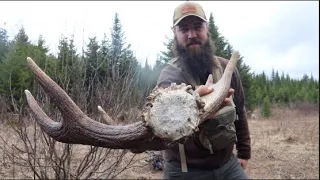 Brown Moose Sheds from Northern Maine | Beyond the Boundaries