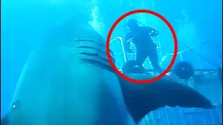 Top 5 Biggest Great White Sharks Ever Caught On Camera