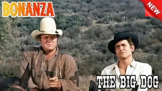 Bonanza - The Big Dog - Collection 8 - Best Western Cowboy HD Movie Full Episode 2023