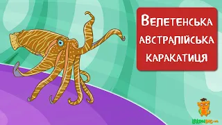 🍀 Дива природи. Явища навколо нас. Велетенські австралійські каракатиці Ascarosepion apama 🌏