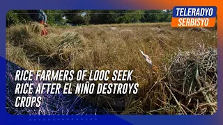 Rice farmers of Looc seek rice after El Nino destroys crops | TeleRadyo Serbisyo