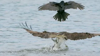 Ospreys Attacked By Fish Crows at Bladensburg Waterfront Park!