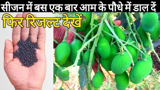 How to fertilize Mango plant | how to get more fruits on mango | Care of mango plant ||