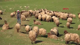 Muş'ta ovalarda bahar, yükseklerde kış hüküm sürüyor