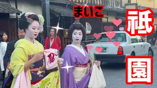 外国人観光客も見惚れる❤️美しい舞妓さん👘Maiko  Gion Japan🇯🇵