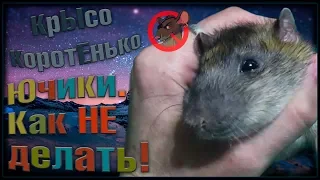 Пасюк Ючики - противная крыса, или не делайте так! (Wild Rats | Дикие Крысы)