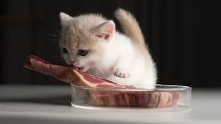 Raw Meat | Cat ASMR | Raw feeding Kitten with Tomahawk BEEF