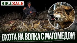 Охота на волка. Четыре волка добыты! Выстрелы по волкам.