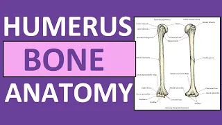 Humerus Bone Anatomy and Physiology Lecture