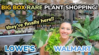 RARE Pothos, Philodendron, Peace Lily At LOWE'S & WALMART! Big Box Plant Shopping & Plant Haul
