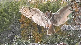 Great horned owls: Spectacular take-offs and landings