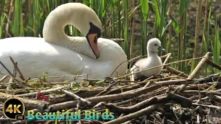 Bird Feeding Babies In Nest🐦4K || Beautiful Birds || Trending💯 || Relaxing Music