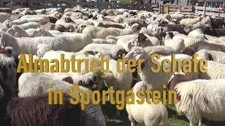 Almabtrieb der Schafe 2015 im Gasteinertal 4K (Ultra HD)