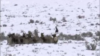 Wolves hunting elk - Yellowstone - BBC