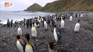 Macquarie Island (Australia) / TBS