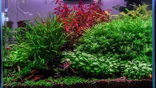 Nano Dutch style Aquascape Step by Step Guide