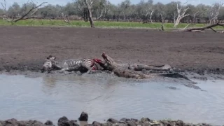 Crocodile vs zebra in selous game reserve