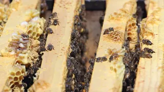 Beginner Beekeeping: Dave's Hive Inspection