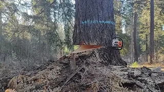 Stihl 500i cutting Doug Fir with 36" bar