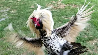 Rooster Attack in Super Slow Motion.
