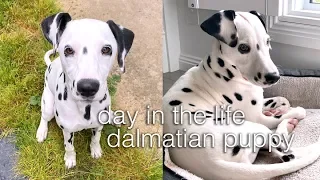 day in the life of a dalmatian puppy!