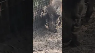 Jacksonville zoo! warthog shankster!