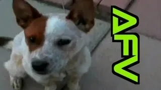 ☺ AFV Part 226 (BRAND NEW!) America's Funniest Home Videos (Funny Clips Fail Montage Compilation)