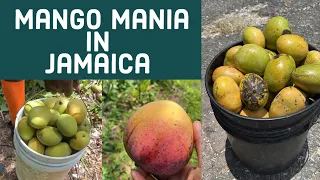 Witness the MOST Epic Mango Season ever in Jamaica