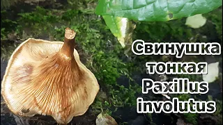 Смертельно ядовитый гриб Свинушка тонкая Paxillus involutus Описание Видео определитель Часть 1