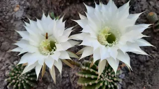 Цветет кактус!Красивое цветение кактуса!cactus