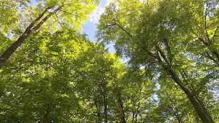 #cântece  de #pasari  in #pădure  | #songs  of #birds  in the #forest