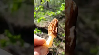 первые грибы в наших лесах