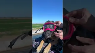 How to ride with your big dog on a motorcycle! #shorts