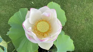 Lotus Blooming Time Lapse/ White single petals with pink tips