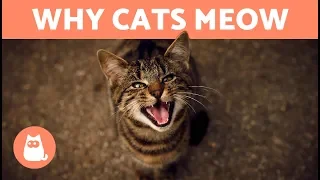 Why does my CAT MEOW When They See Me? - 7 REASONS