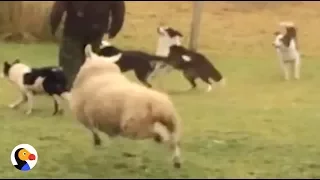 Sheep Plays With Dogs  | The Dodo