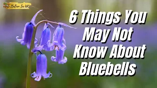 6 Things You May Not Know About Bluebells 😮