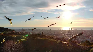 Sunrise Drone Shot above Park Güell in Winter in Barcelona