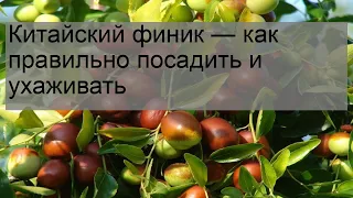 Китайский финик — как правильно посадить и ухаживать