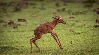 The Funniest Baby Steps - Newborn Topi Learning to Walk in the Maasai Mara