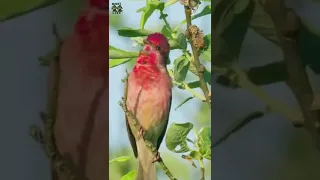 PAJAROS CANTANDO EN EL BOSQUE #shorts #pajaros #bosque