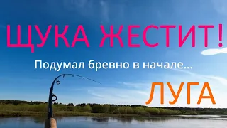 Река Луга на щуку, думал, что бревно!