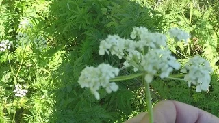 Cow Parsley and Cow Parsnip