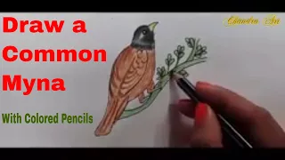 Color Pencil Drawing For Beginners-  Learn How to Draw a Common Myna (Birds)