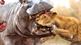 Hippo Bites Lion - When Lions Face Huge and Ferocious Prey