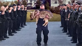 Assim são Enterrados os Cães Policiais Nos EUA. A Vida e o Serviço dos Cachorros na Polícia